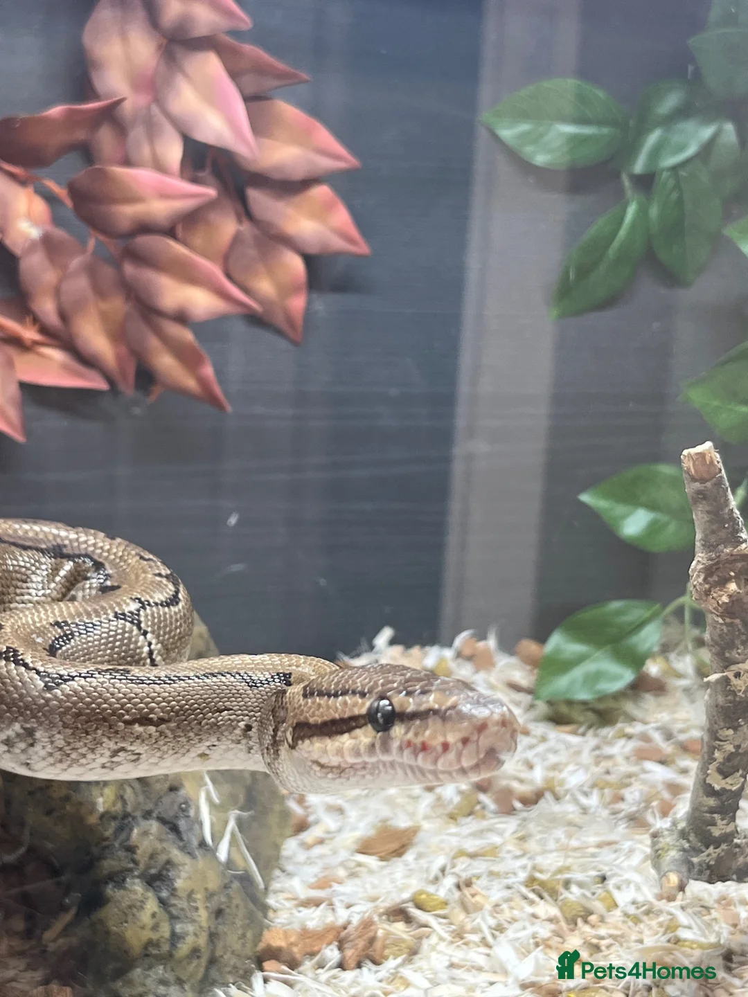Python Snake reptiles for sale: Female Python in Telford - Advert 2