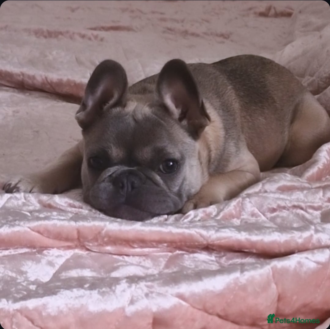 French Bulldog dogs French Bulldog Puppy – Frankie – 6 Months Old - Advert 1