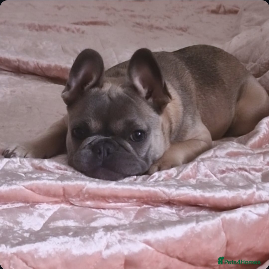 French Bulldog dogs for sale: French Bulldog Puppy – Frankie – 6 Months Old - Advert 1