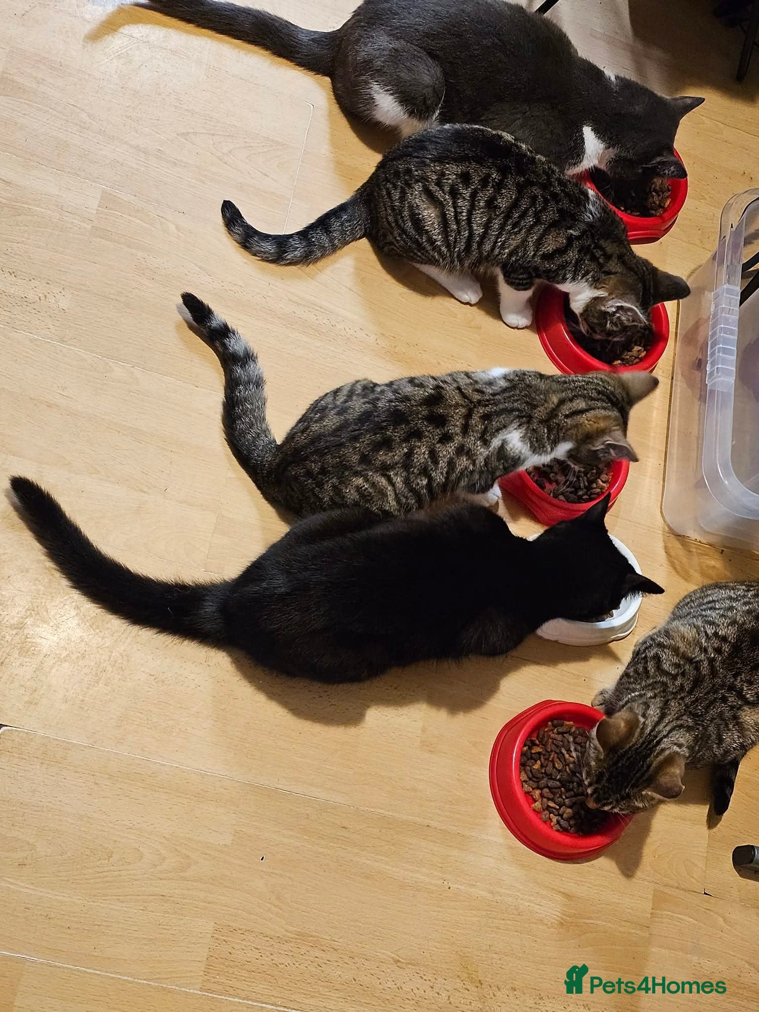 Mixed Breed cats In need of a forever home - Advert 1