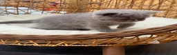 Exotic cats for sale: Exotic kittens  - Advert 4