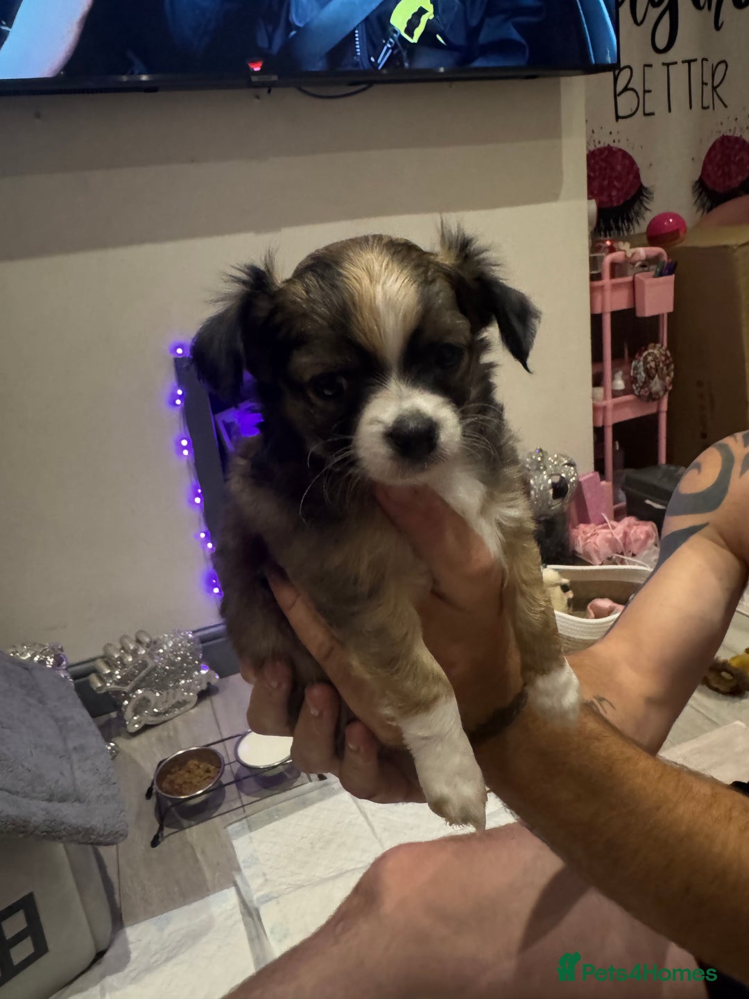 Chihuahua dogs for sale:  ❤️ K.C Registered Fluffy chocolate baby’s 🥰 - Image 4