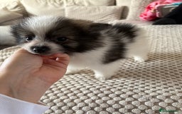 Pomeranian dogs for sale: Pomeranian Puppies, LAST BOY AVAILABLE!  - Image 18