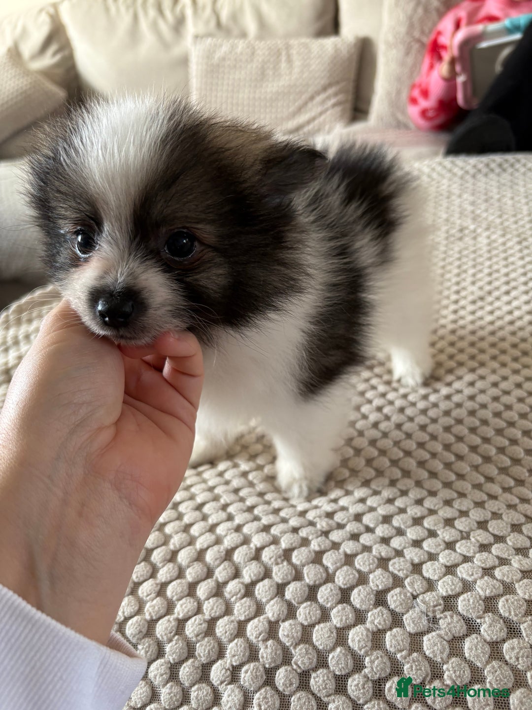 Pomeranian dogs for sale: Pomeranian Puppies, LAST BOY AVAILABLE!  - Image 18
