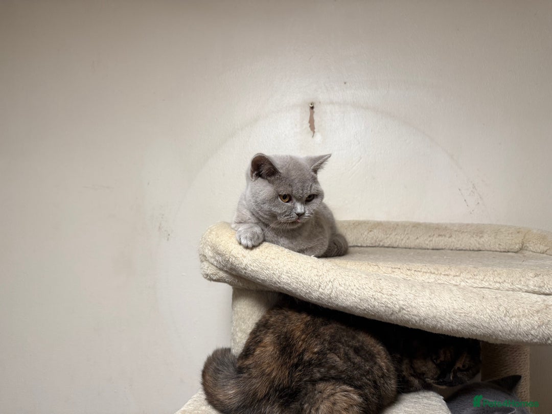 British Shorthair cats for sale: Chunky GCCF Reg BSH Kittens Ready Now - Advert 8