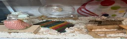 Hamster rodents for sale: White Syrian hamster and full set up  - Advert 4