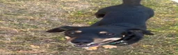 Mixed Breed dogs for adoption: Faith - Advert 2
