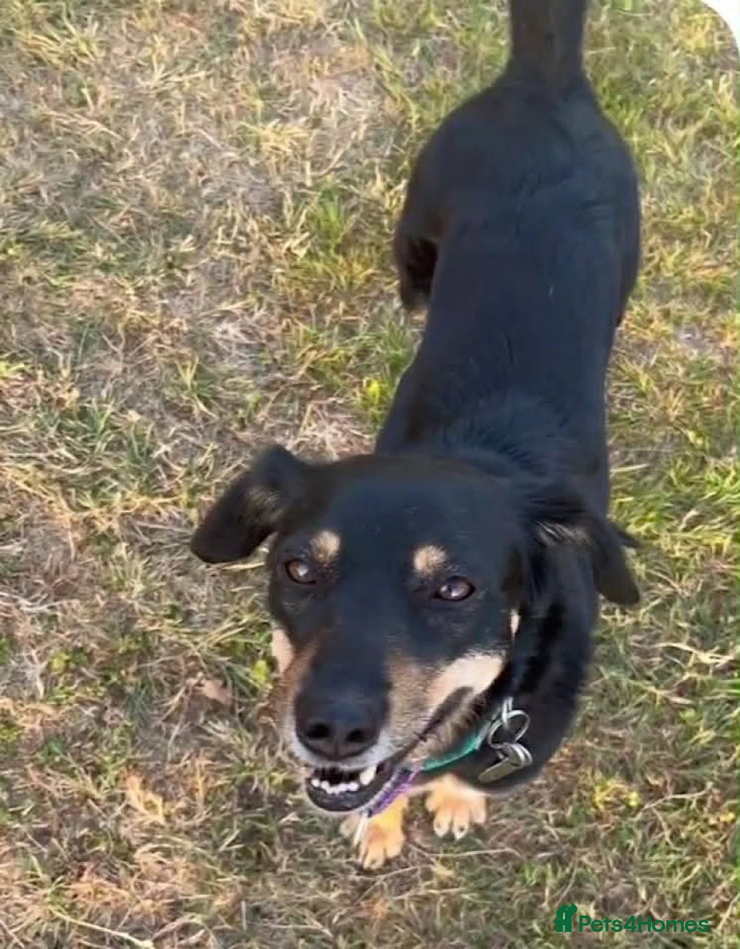 Mixed Breed dogs for adoption: Faith - Advert 2