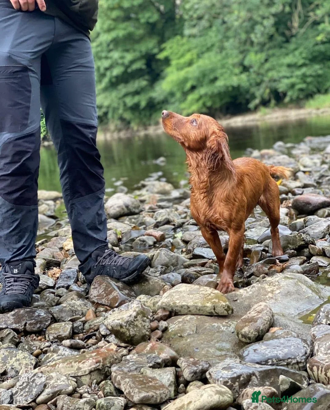 Cocker Spaniel dogs for sale: Working cocker spaniels  - Advert 7