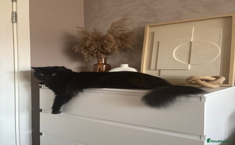 Ragdoll cats for sale - Advert 1