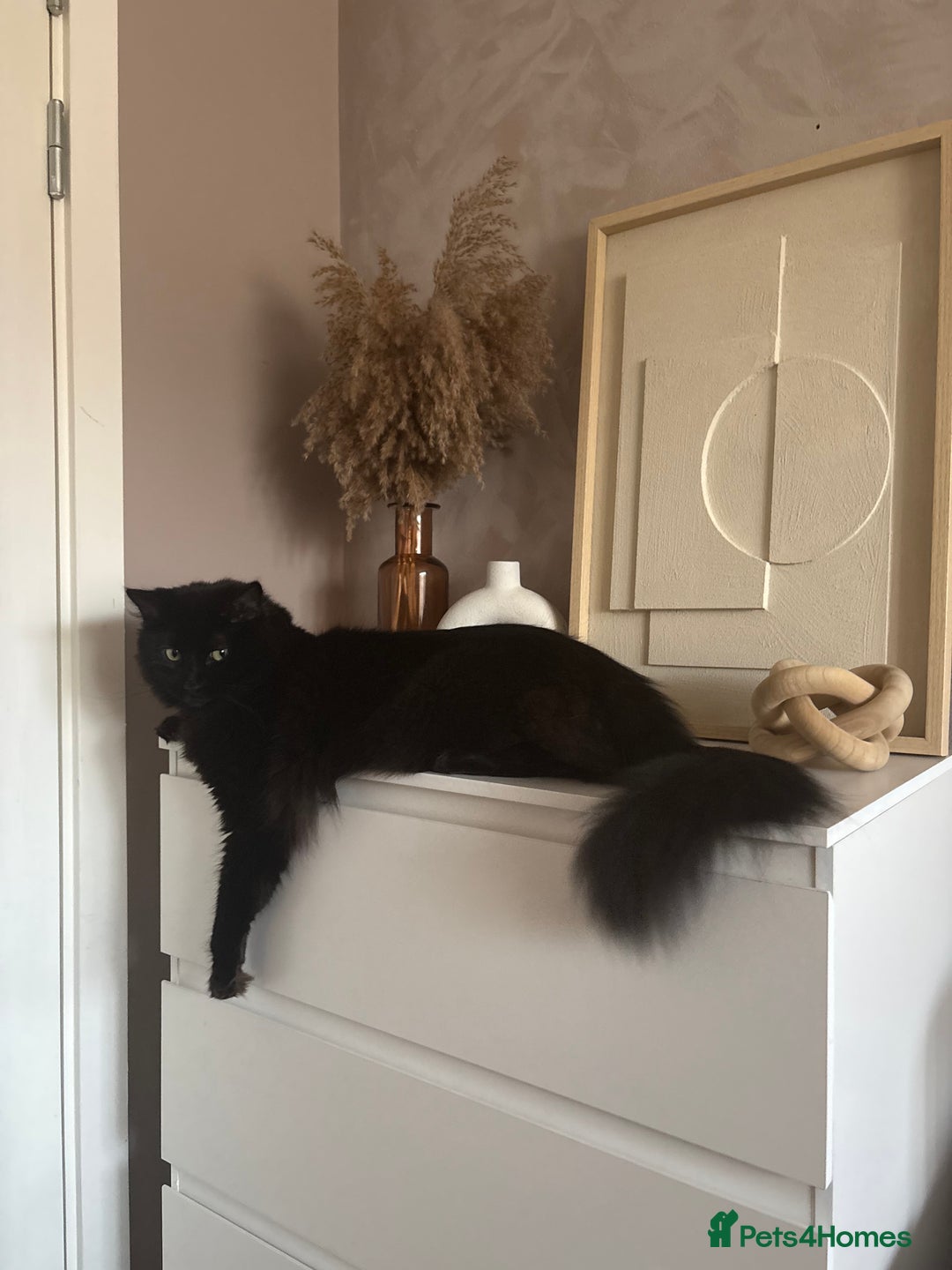 Mixed Breed cats for sale: PEDRO - Ragdoll Mix - Image 1