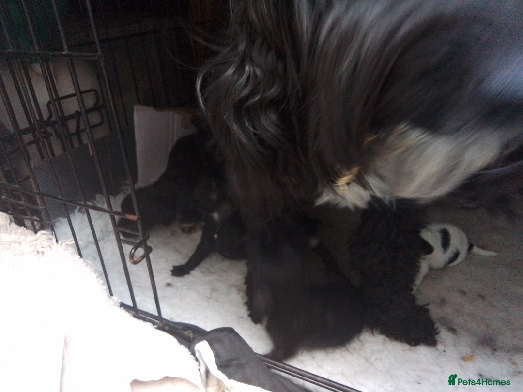 American Cocker Spaniel dogs for sale: SIX SNUGGLE MUFFINS AMERICAN COCKER, TOY POODLE - Image 6