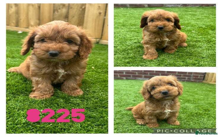 Cockapoo dogs - Advert 8