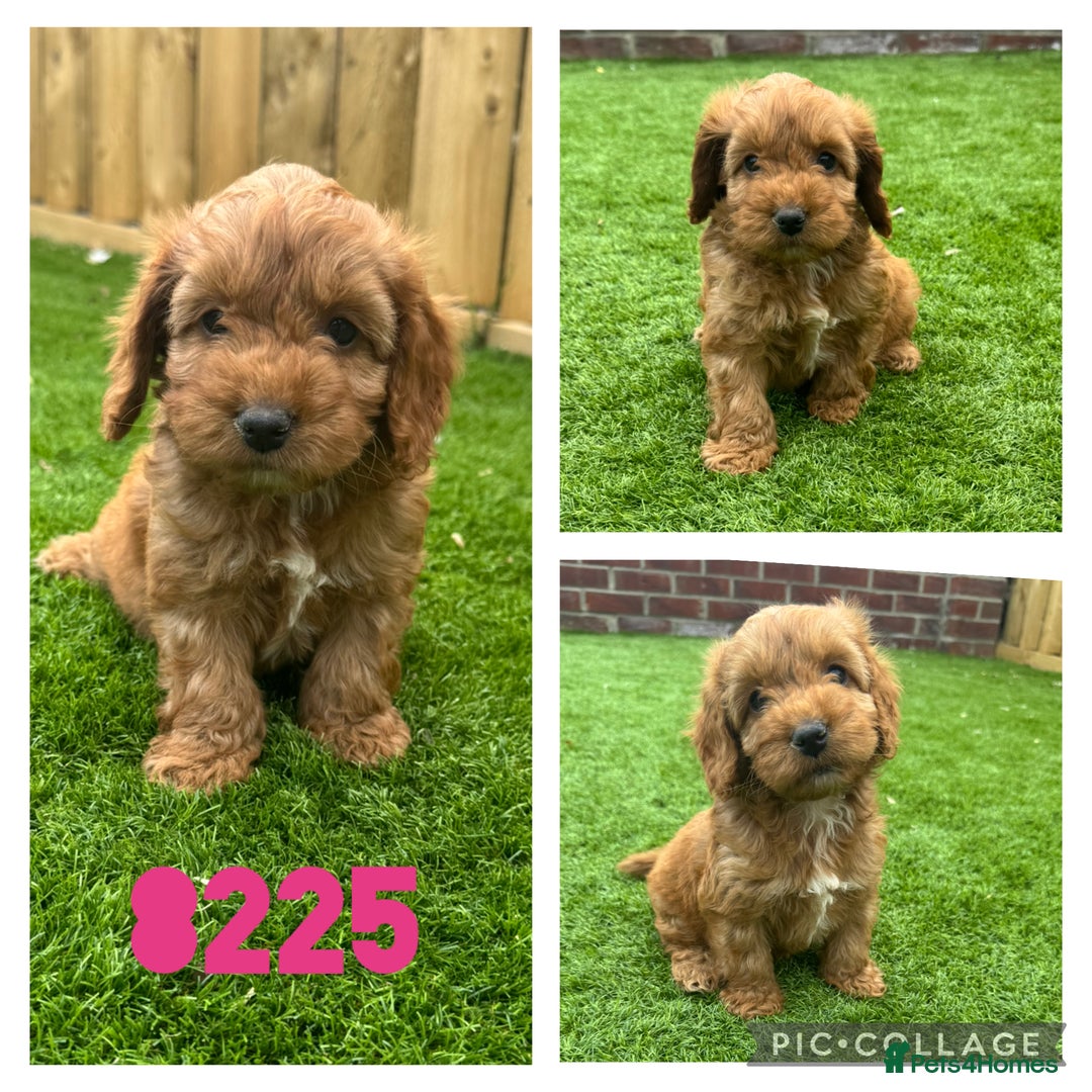 Cockapoo dogs for sale: Beautiful red F1 Cockapoos - Image 1