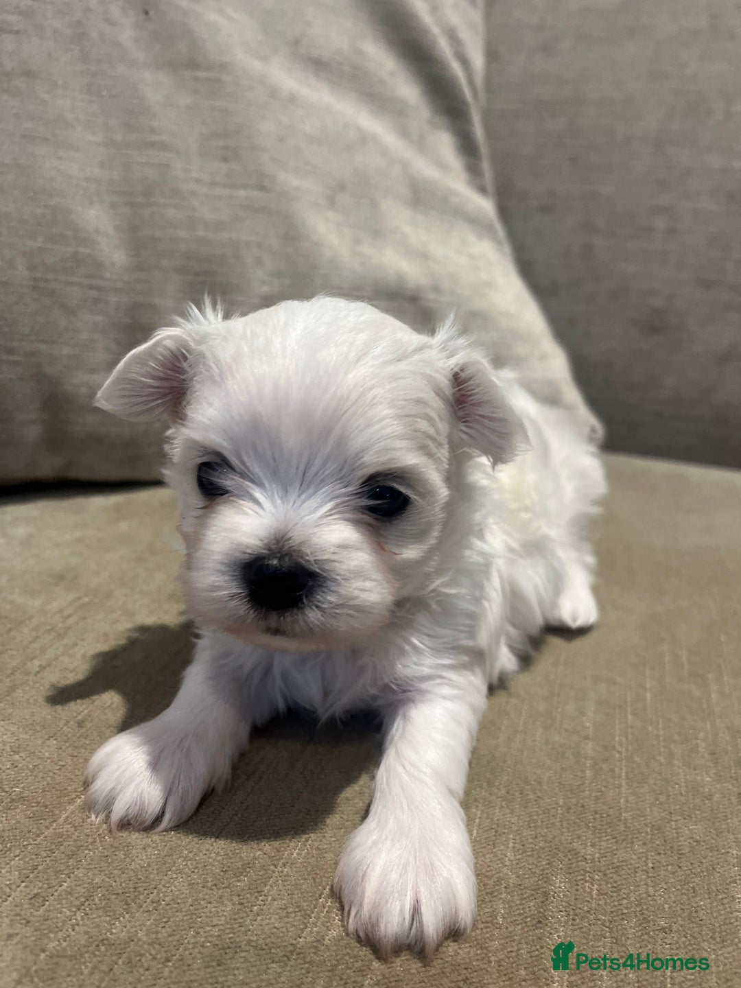 Maltese dogs for sale: Tiny Korean Maltese Boys - Advert 23