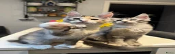 Maine Coon cats for sale: Polydactyl Maine Coon kittens - Advert 27