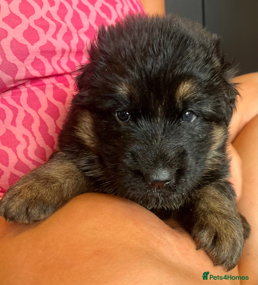 German Shepherd dogs for sale: Stunning Pedigree German Shepherd Puppies - Image 11