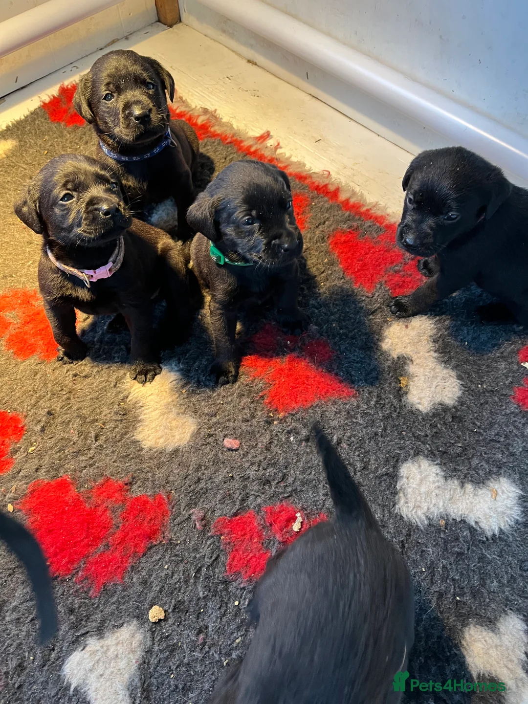 Labrador Retriever dogs for sale: Beautiful black Labrador puppies  - Advert 8