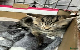 Mixed Breed cats for sale: Lovely mixed breed Kitrens for sale.  - Image 21