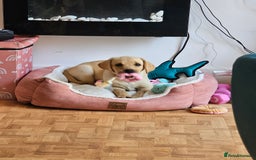 Labrador Retriever dogs for sale: Labrador pup  - Image 2