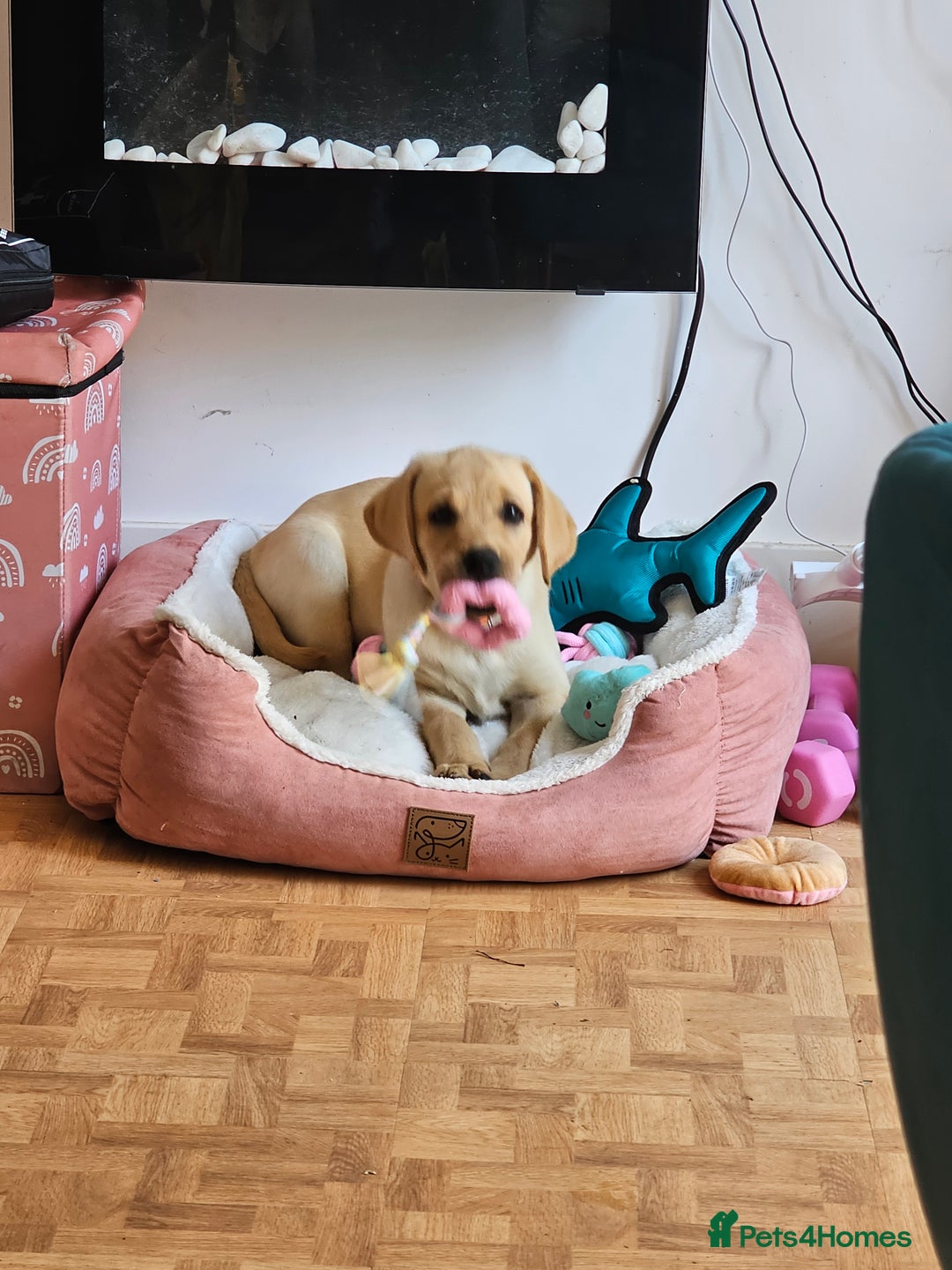 Labrador Retriever dogs for sale: Labrador pup  - Image 2