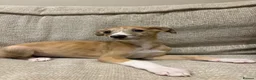 Mixed Breed dogs for sale: Whippet x lurcher pups - Advert 2
