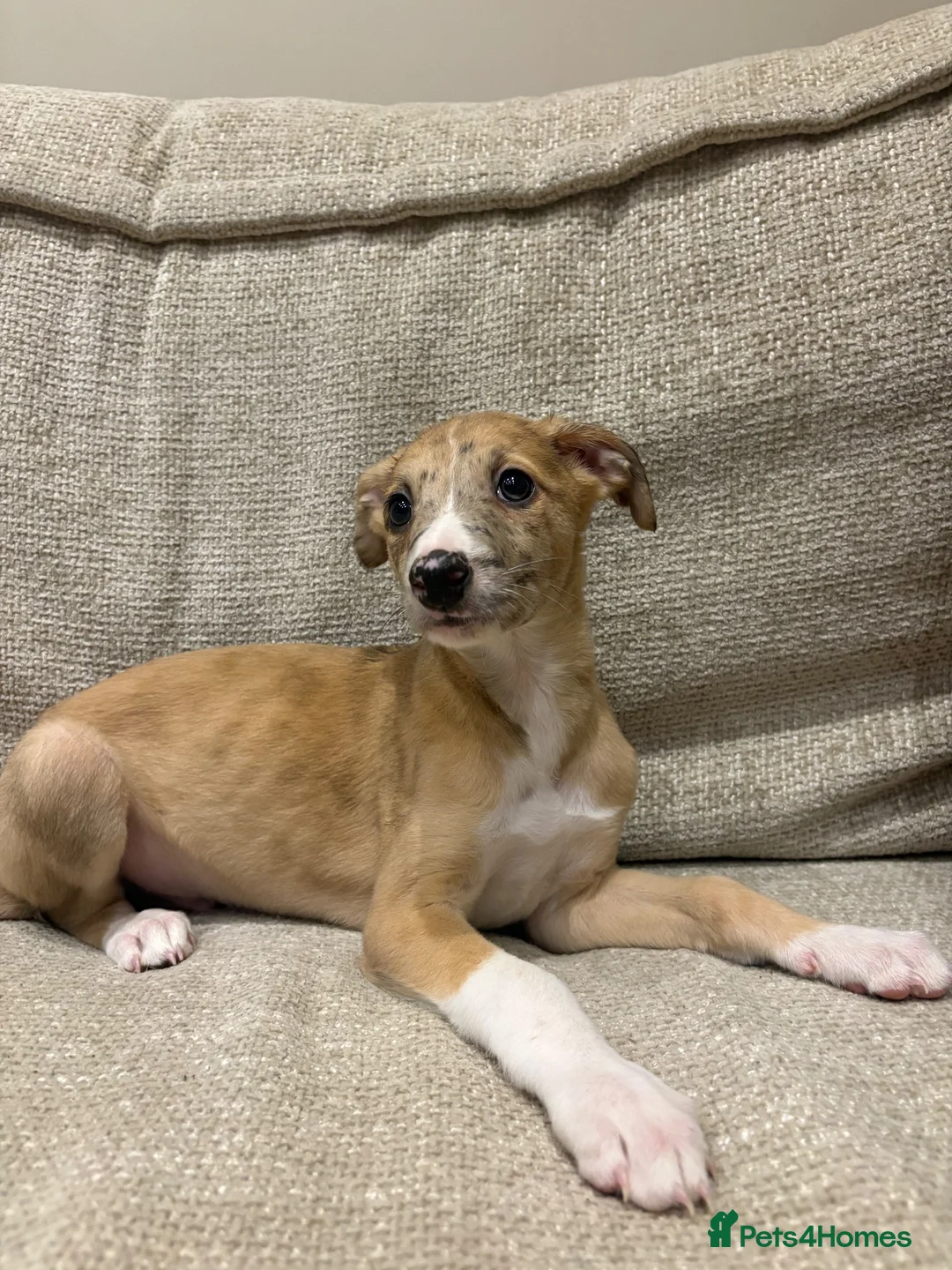 Mixed Breed dogs for sale: Whippet x lurcher pups - Advert 2