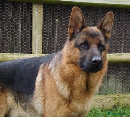 German Shepherd dogs ZION FULLY HEALTH TESTED STUD in Wisbech - Advert 1