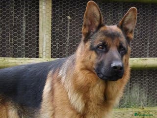 German Shepherd dogs ZION FULLY HEALTH TESTED STUD in Wisbech - Advert 17