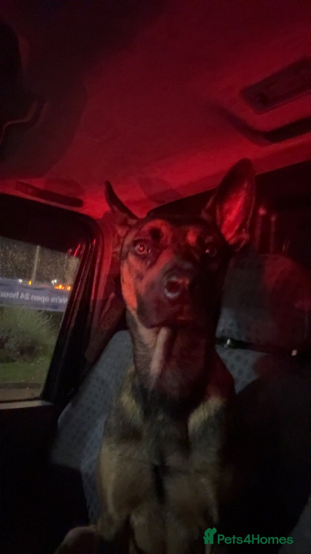 Belgian Shepherd Dog dogs for sale: Nova  - Advert 11