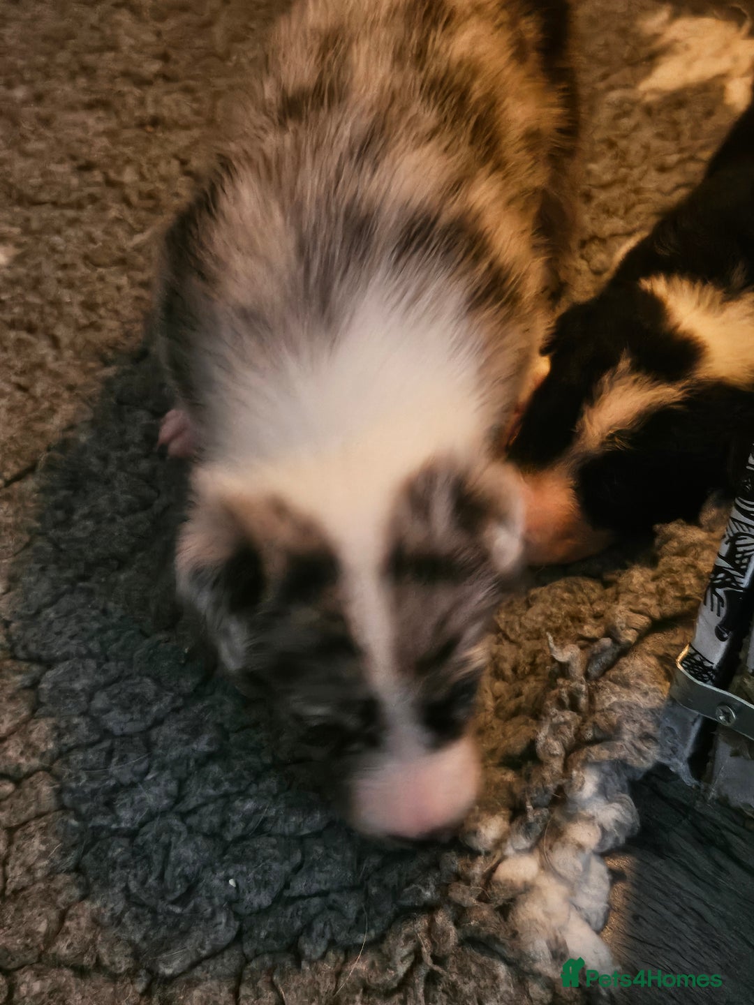 Border Collie dogs for sale: Unique blue merle border collie puppies - Image 5