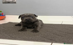 Staffordshire Bull Terrier dogs for sale: Blue staff puppies  - Image 3