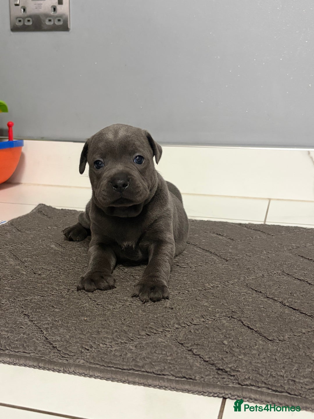 Staffordshire Bull Terrier dogs for sale: Blue staff puppies  - Image 3