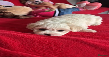 Bichon Frise dogs - Advert 3