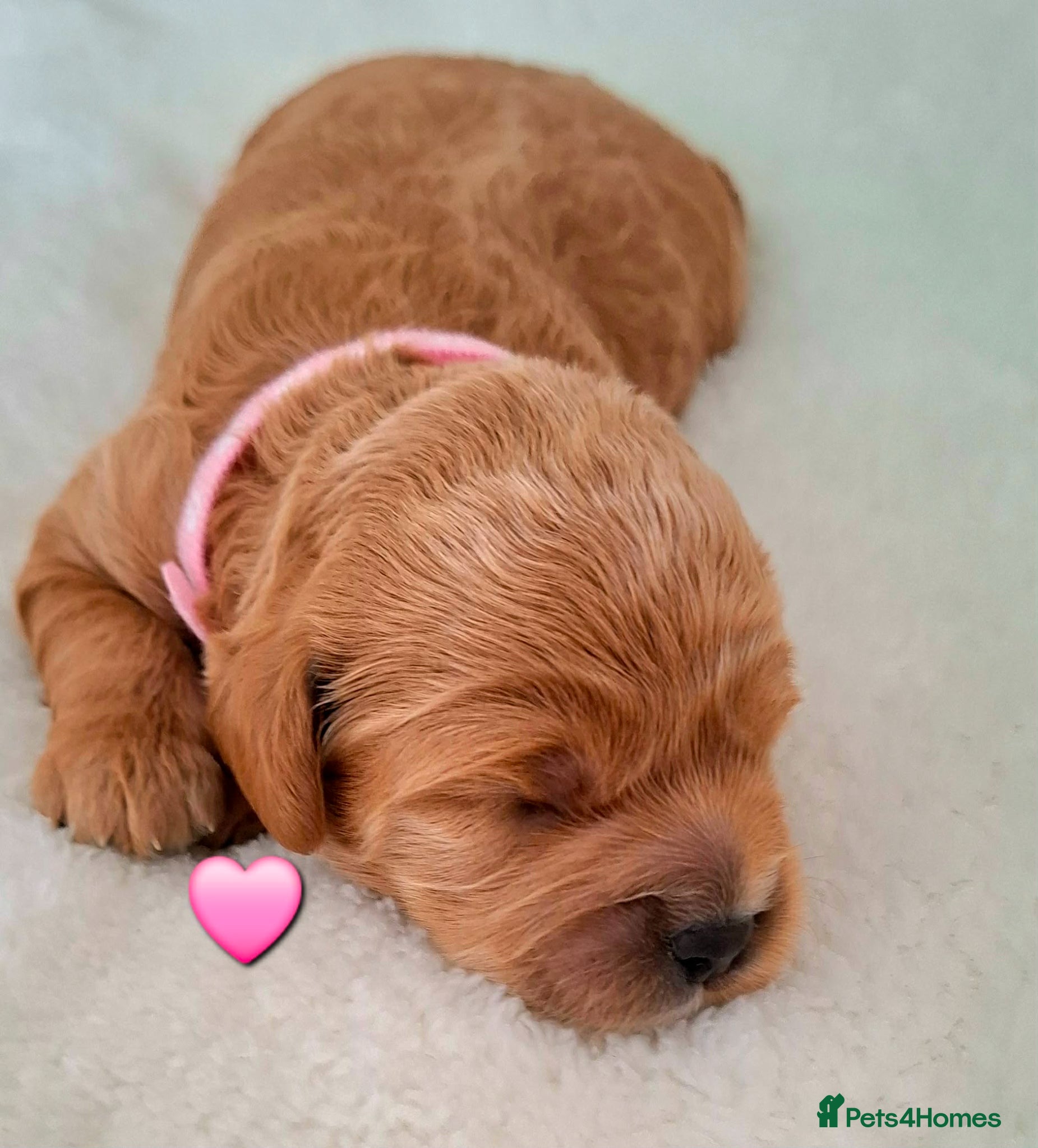 Cavapoo dogs 🥇❤️Beautiful F1 Cavapoo Puppies 5★ Reviews 🐾 - Advert 2