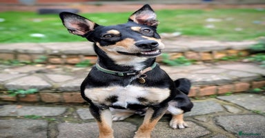 Mixed Breed dogs Oreo - sweet little lad - Advert 5