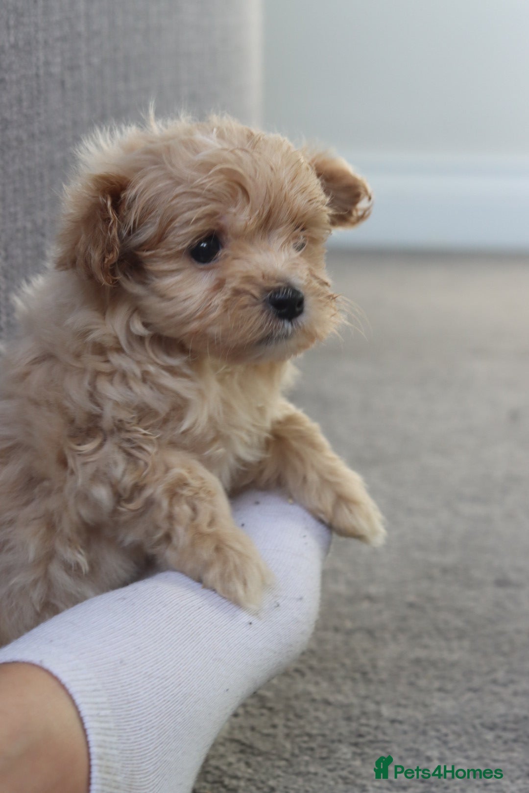Maltipoo dogs for sale: MALTIPOO PUPPIES - Advert 2