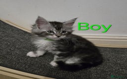 Maine Coon cats for sale: 1 Maine Coon kitten boy. - Image 3