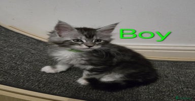 Maine Coon cats - Advert 8