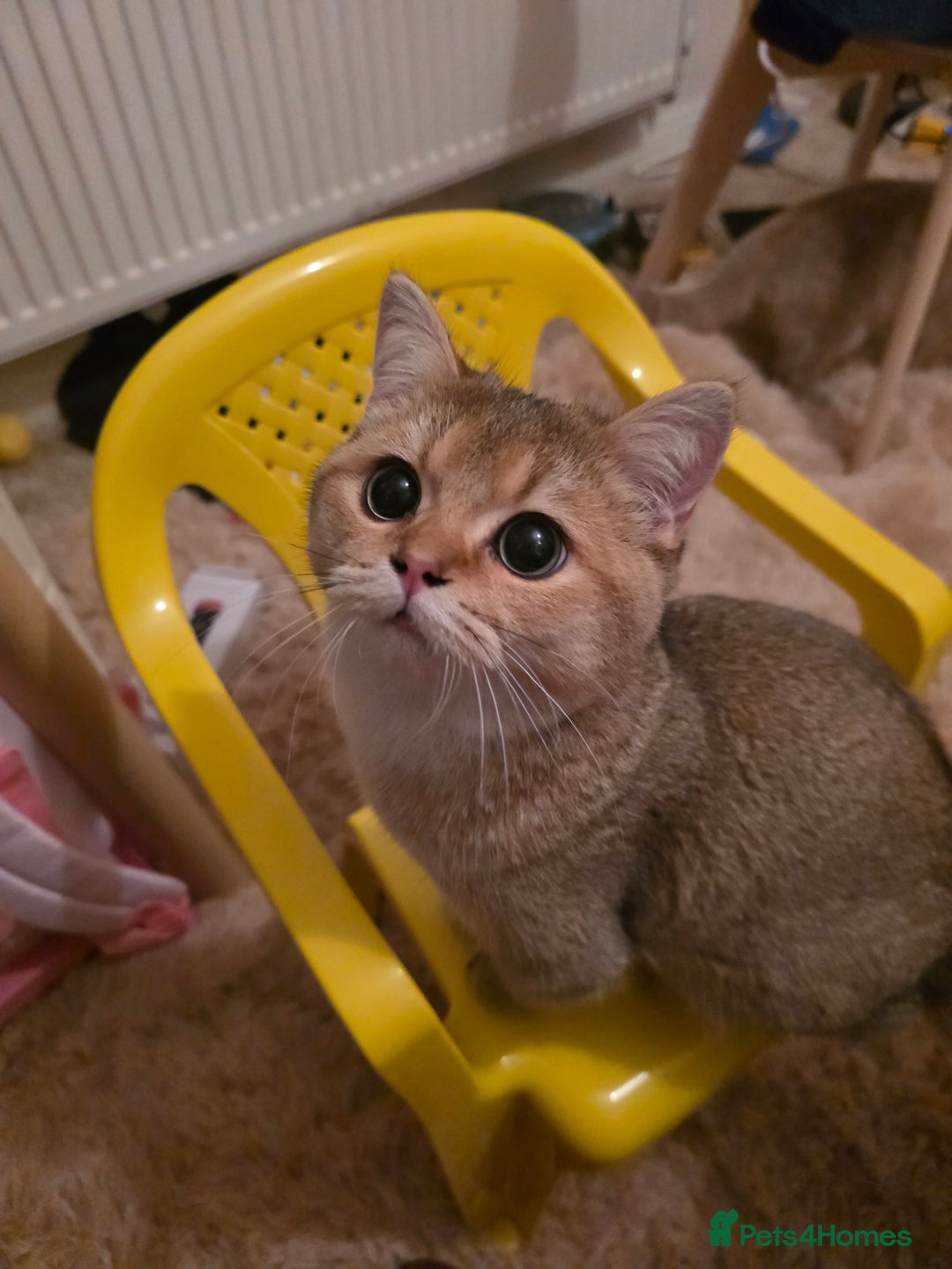 British Shorthair cats for sale: British Shorthair Pair for Sale – Pixey & Simba - Advert 13