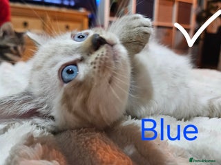 Ragdoll cats UNIQUE! Adorable Kittens (Ragdoll x Bengal) - Advert 1