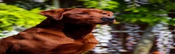 Labrador Retriever dogs for sale: KC Registered Mahogany Red Labrador Puppies - Advert 5