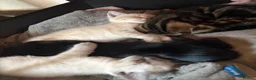 Mixed Breed cats for sale: Beautiful tabby male  - Advert 5