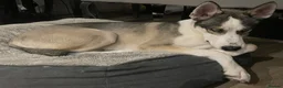Siberian Husky dogs for sale: Siberian Husky Puppies Pure Bred Blue Eyed - Advert 4