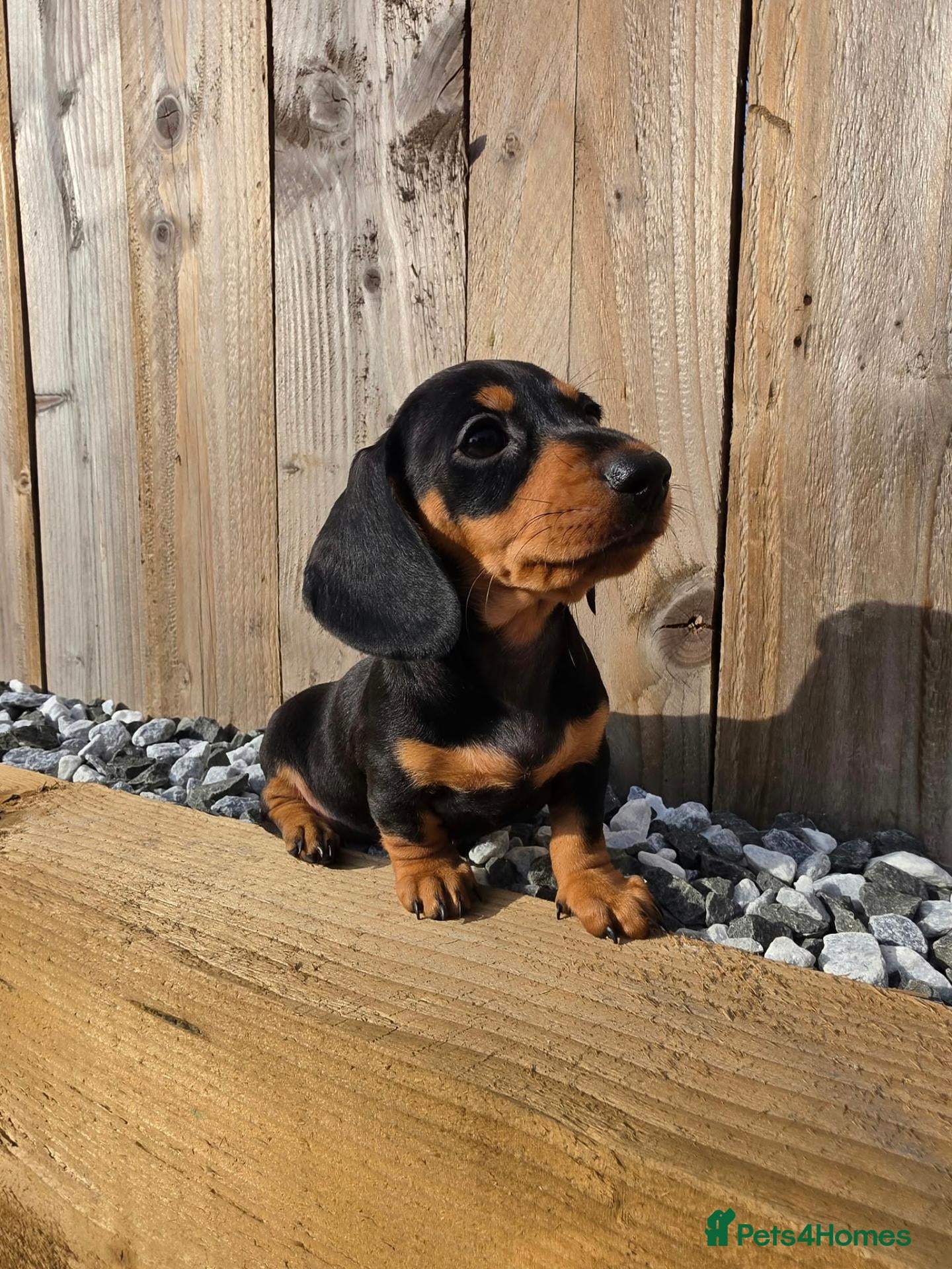 Miniature Dachshund dogs *Last 2* miniature Dachaunds  - Advert 7