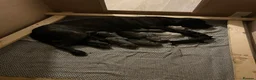 Cane Corso dogs for sale: Cane corso puppies in Evesham - Advert 1