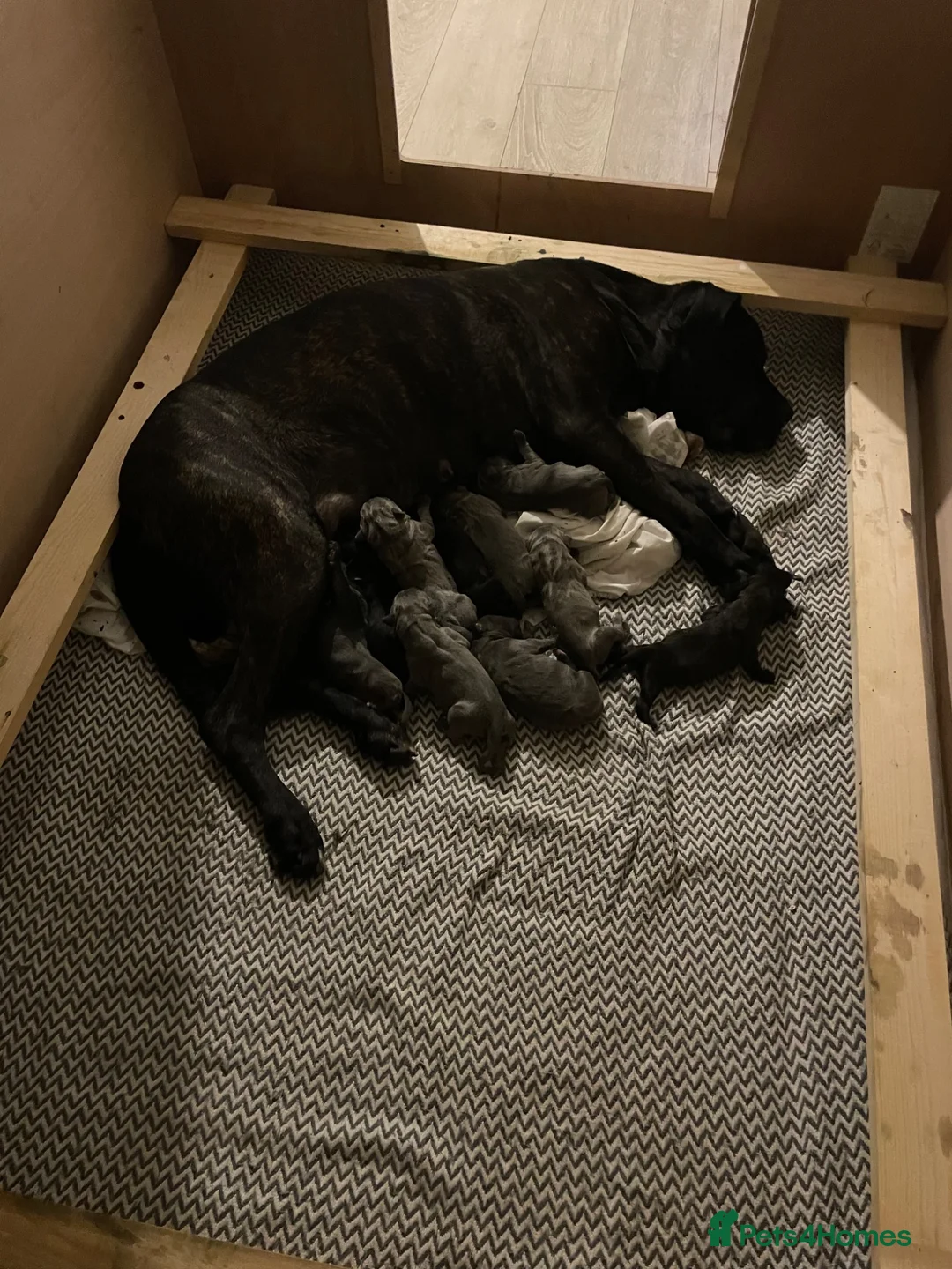 Cane Corso dogs for sale: Cane corso puppies in Evesham - Advert 1