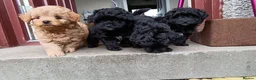 Pomapoo dogs for sale: Pomapoos  - Advert 2