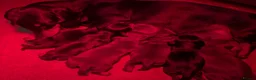 Miniature Dachshund dogs for sale: Quality KC/ PRA clear Miniature Dachshund puppies  - Advert 14
