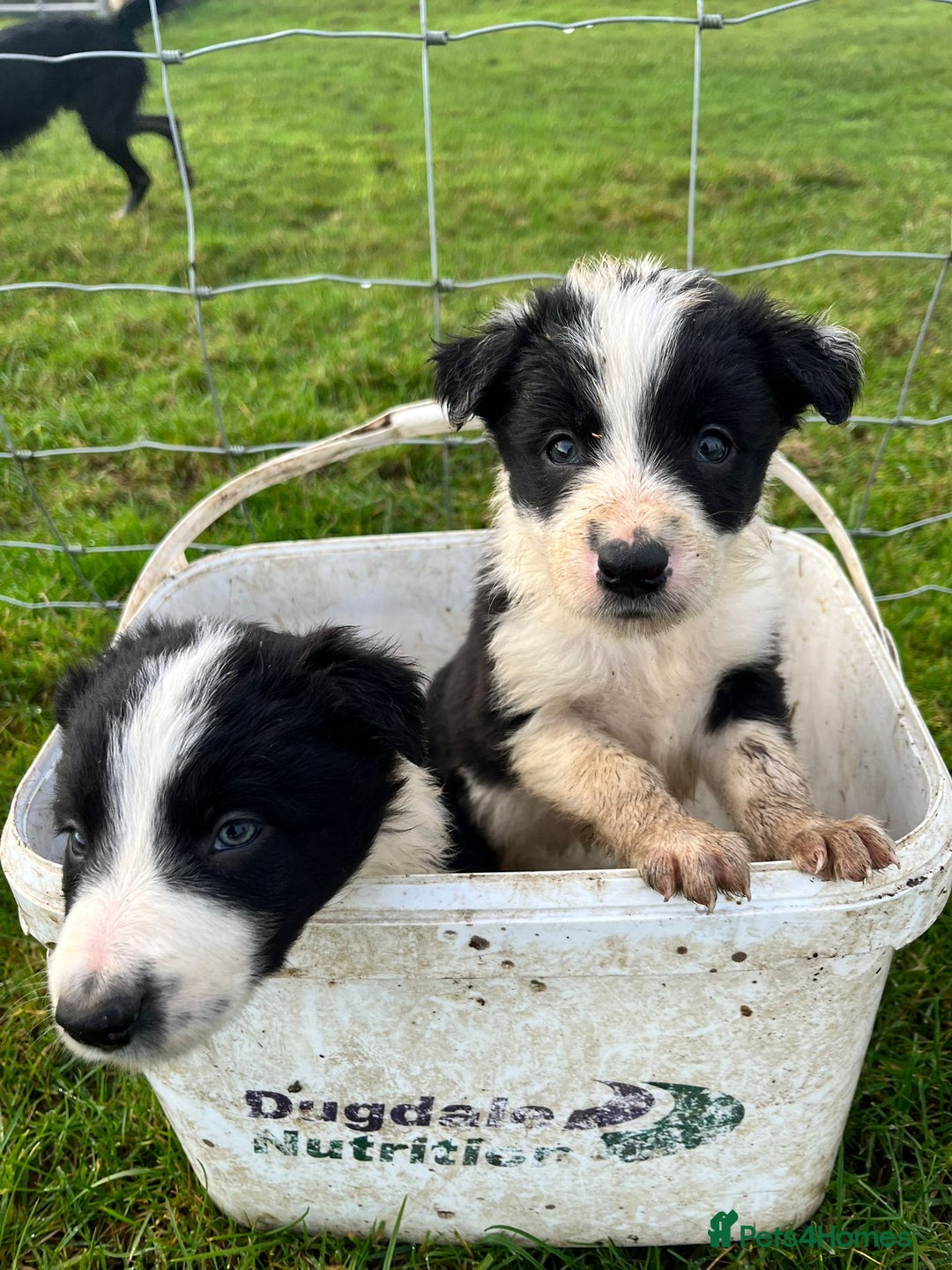 Border Collie dogs for sale: Border Collies - available for  **  - Advert 3